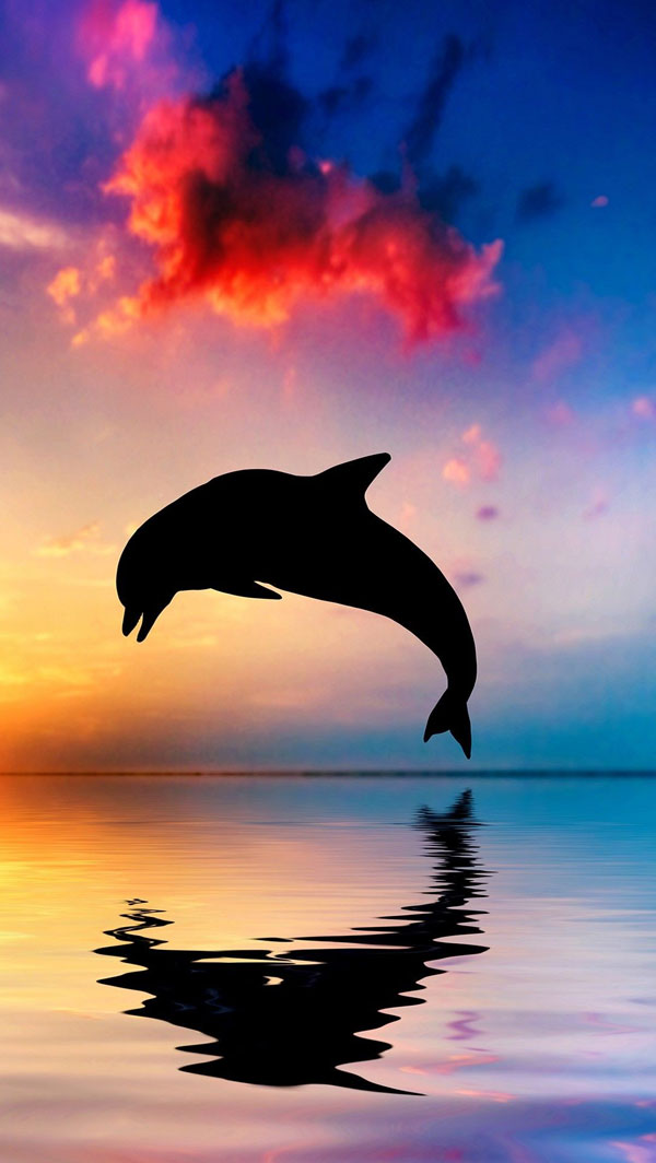 عکس دلفین غروب