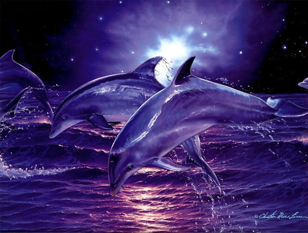 عکس دلفین hd