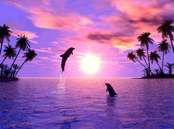 عکس دلفین واقعی