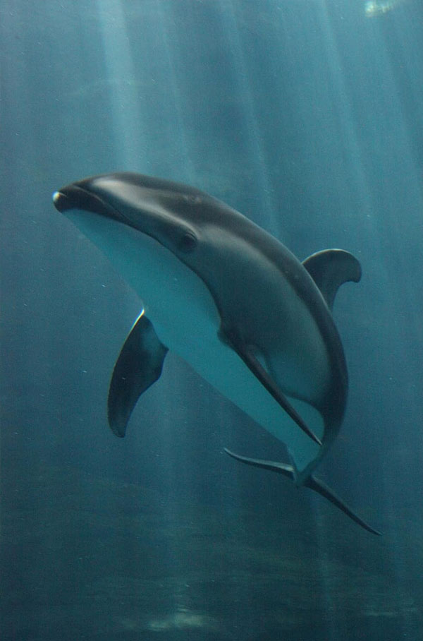 عکس دلفین با کیفیت بالا