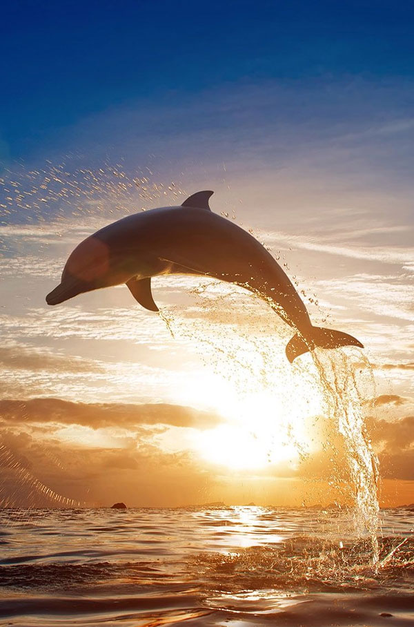 عکس دلفین های کیش