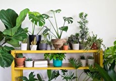 گیاهان آپارتمانی سایه دوست؛ ۲۰ گیاه جذاب و گل دار