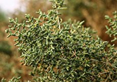 خواص گیاه اشنان (چوبک)؛ ۱۸ خاصیت درمانی و طریقه مصرف اشنان