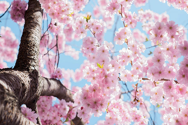 دیدن شکوفه انواع درختان در خواب