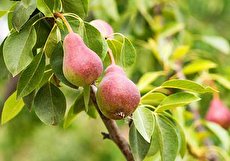 همه چیز درباره درخت گلابی و نحوه کاشت اصولی آن