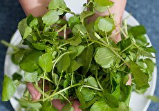 کالری شاهی؛ ۱۰۰ گرم شاهی چقدر کالری دارد؟