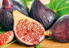 طبع انجیر سرد است یا گرم؟ مصلح انجیر چیست؟