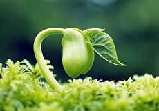 دانه برای رشد به چه چیزهایی نیاز دارد؟