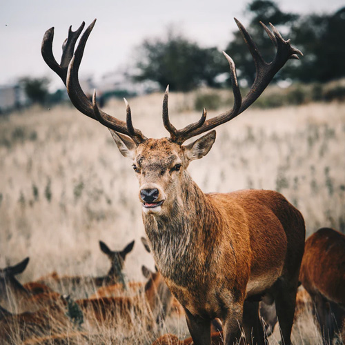 عکس حیوانات زیبا و بامزه