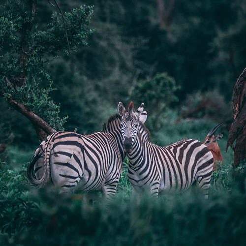 عکس حیوانات زیبا و بامزه