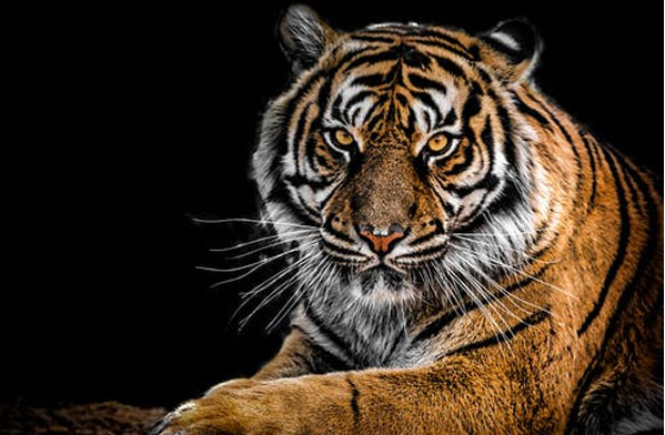 عکس حیوانات زیبا و بامزه