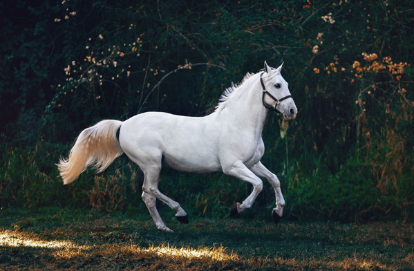 اسب سفید رویایی