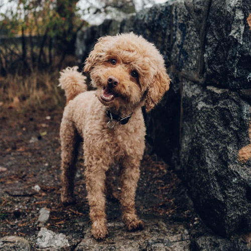 عکس حیوانات زیبا و بامزه