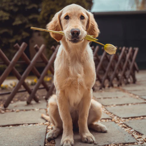 عکس حیوانات زیبا و بامزه