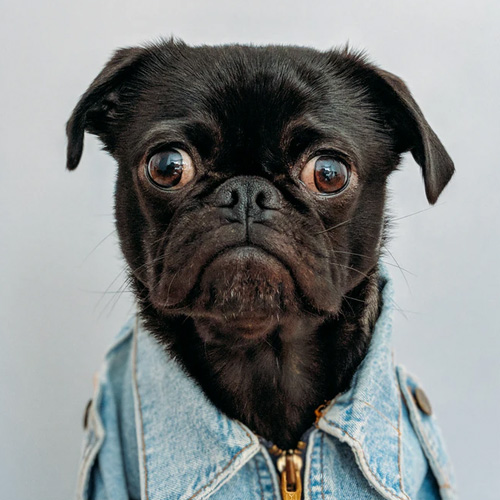 عکس حیوانات زیبا و بامزه