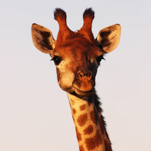 عکس حیوانات زیبا و بامزه