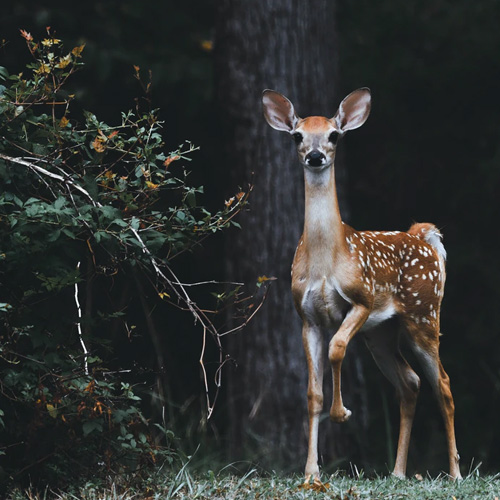 عکس حیوانات زیبا و بامزه