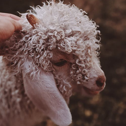 عکس حیوانات زیبا و بامزه