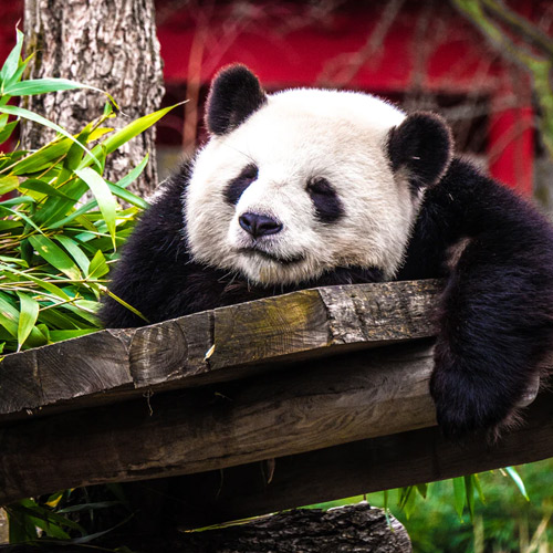 عکس حیوانات زیبا و بامزه