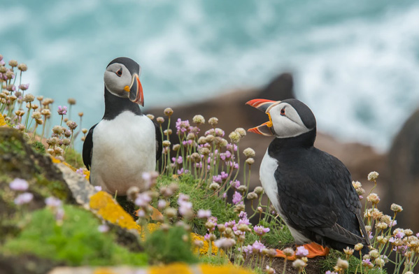 عکس حیوانات زیبا و بامزه