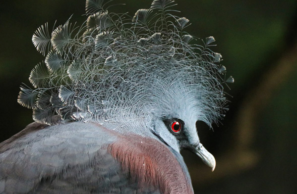 عکس حیوانات زیبا و بامزه