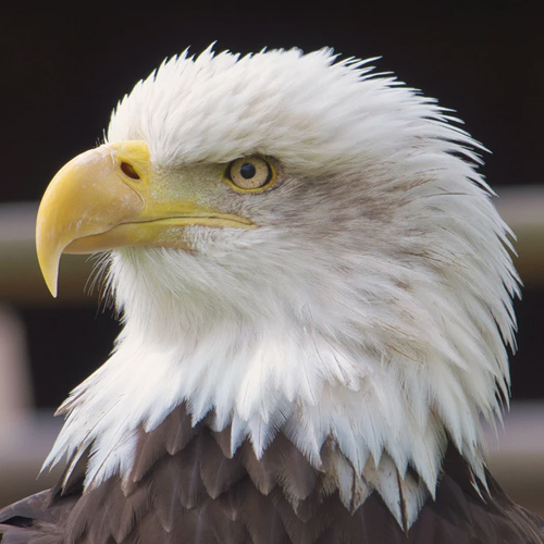 عکس حیوانات زیبا و بامزه