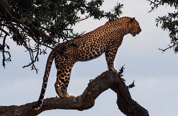 عکس حیوانات زیبا و بامزه