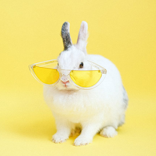 عکس حیوانات زیبا و بامزه