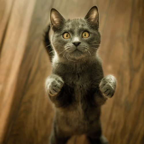 عکس حیوانات زیبا و بامزه