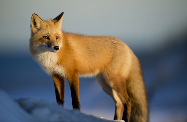 عکس بسیار زیبا از روباه تنها در برف
