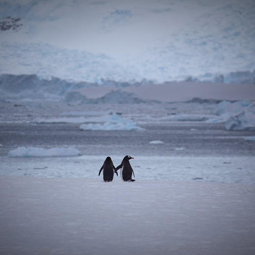 عکس حیوانات عاشقانه از پنگوئن ها
