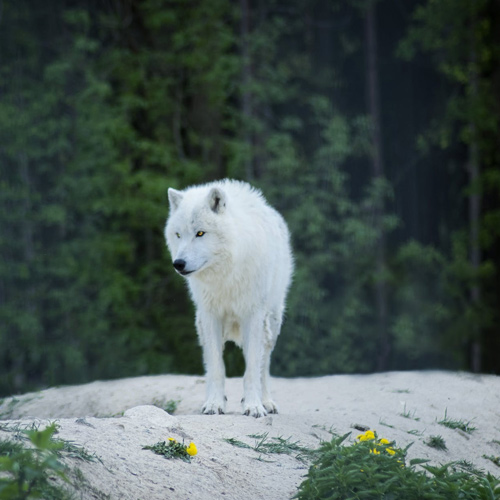 پروفایل گرگ سفید