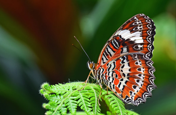 عکس حیوانات زیبا و بامزه