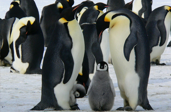 عکس بامزه و زیبا از زندگی پنگوئن ها