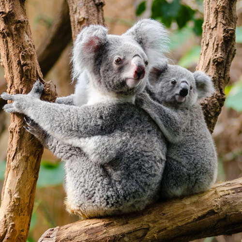 عکس حیوانات زیبا و بامزه