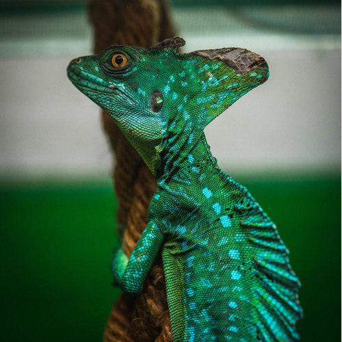 عکس حیوانات زیبا و بامزه