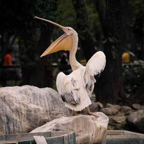 عکس حیوانات زیبا و بامزه