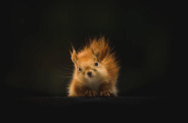 عکس حیوانات زیبا و بامزه