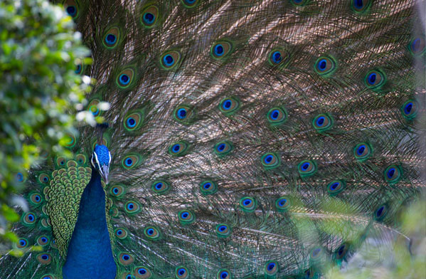 عکس حیوانات زیبا و بامزه