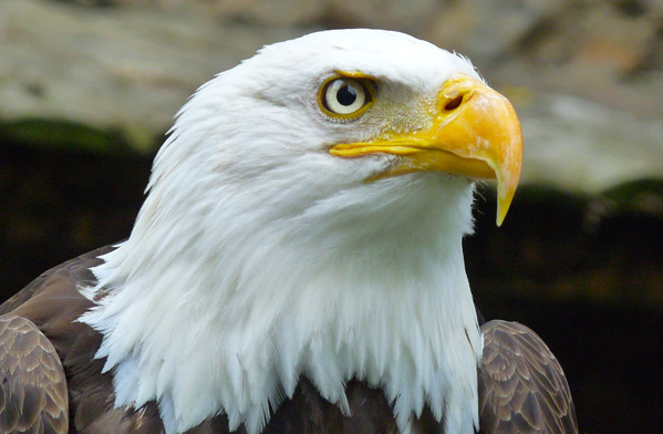 عکس عقاب از نزدیک زیبا و با کیفیت