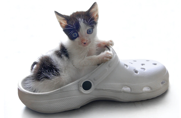 عکس حیوانات زیبا و بامزه