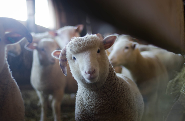 عکس حیوانات اهلی: گوسفند بامزه و ناز