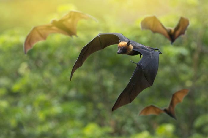 تحقیق درباره مفهوم نمادین خفاش و طاووس