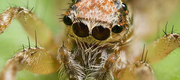 تحقیق درباره هماهنگی در زندگی حیوانات - عنکبوت