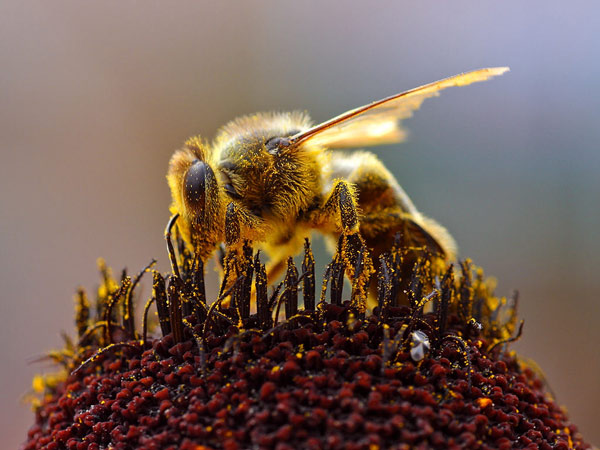تحقیق درباره هماهنگی در زندگی حیوانات - زنبور