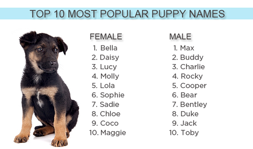 ۱۰ اسم برتر سگ نر و ماده در دنیا