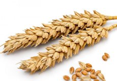 طبع گندم چیست؟ آیا طبع گندم سرد یا گرم است و مصلحات آن چیست؟