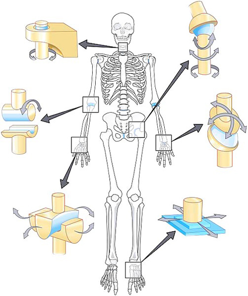 انواع مفصل در بدن و میزان حرکت آنها در قسمت های مختلف بدن