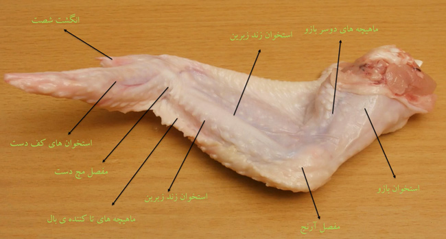 تشریح بال مرغ و بررسی انواع ماهیچه های جفت جفت و مفصل ها