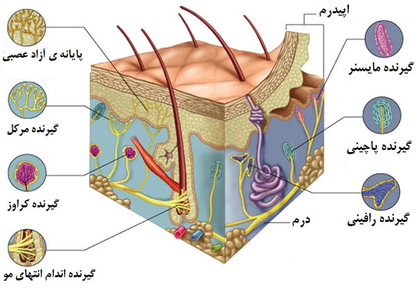اجزا پوست و گیرنده های متفاوت در پوست